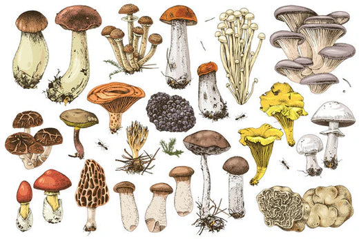 The Science: Why Mushrooms & L-Theanine