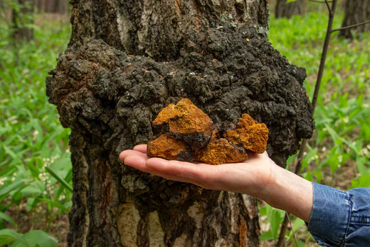 The Benefits of Chaga Mushroom: Nature's Antioxidant