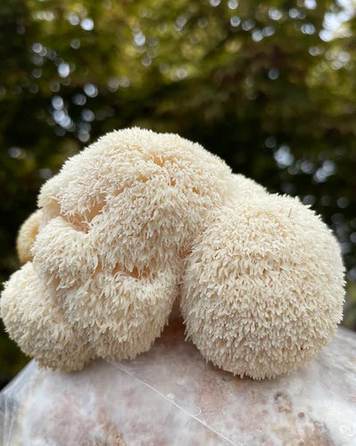 The Benefits of Lion's Mane Mushroom: A Natural Powerhouse