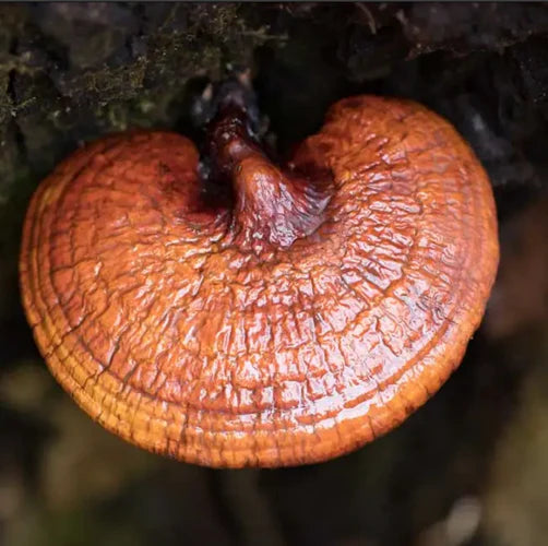 The Benefits of Reishi Mushrooms: The King of Medicinal Mushrooms