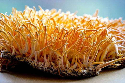 The Benefits of Cordyceps: The Energy-Boosting Mushroom